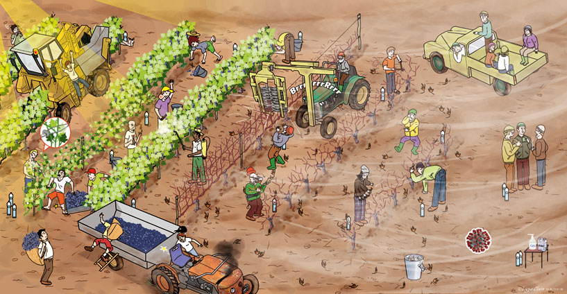 vignette-viticulture-msa