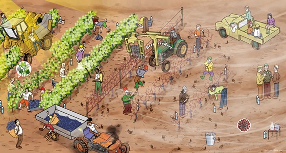 vignette-viticulture-msa